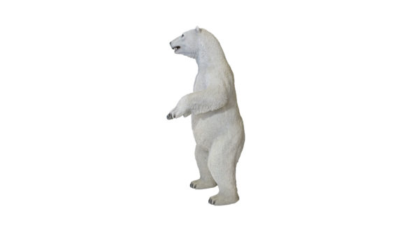 Polar bear standing