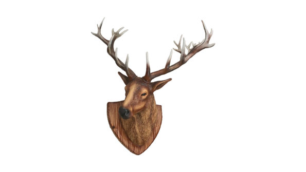 Stag Trophy head