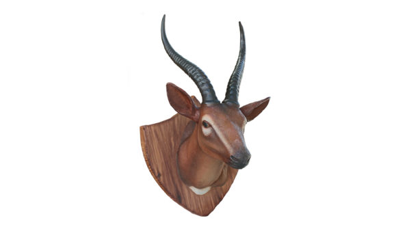 Gazelle Trophy head