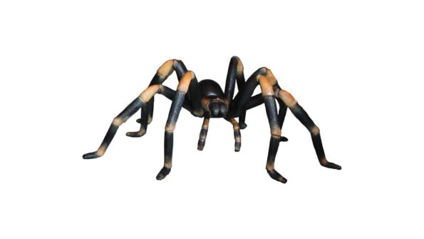 Spider, black